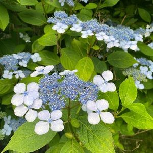 Meet your Posher, Elyssa